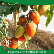 Suntoday GS12 rio grande SEMI-determinado processamento syganta vegetal sortido híbrido F1 preço vermelho sementes de tomate cereja (22016)